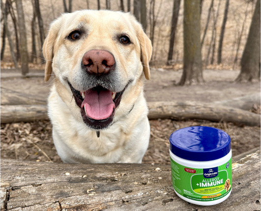 Yellow Labrador Retriever next to a jar of allergy and immune supplements in a forest.