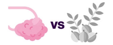 Illustration of a pink brain versus gray plants with berries.