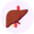 'Colored illustration of a human liver'