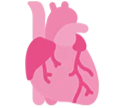 Illustration of a human heart in pink shades with visible arteries.