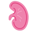 Illustration of a pink human kidney.