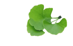 Three green ginkgo leaves with a short stem on a white background.