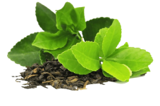 Fresh green tea leaves and dried tea leaves.