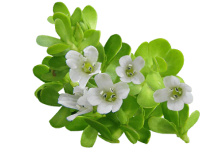 Small white flowers with green leaves.