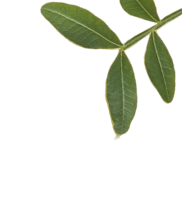 Green leaves on a thin stem against a transparent background.