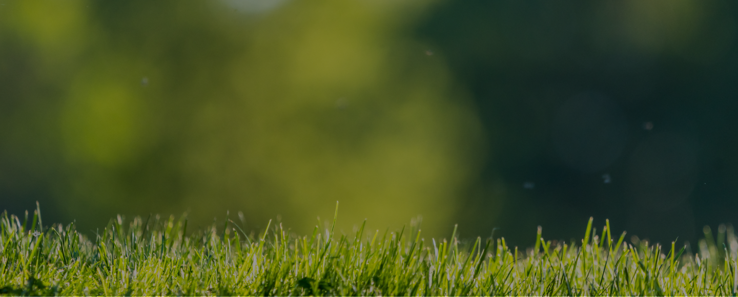 Close-up of green grass with blurred background.