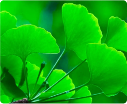 Close-up of vibrant green ginkgo biloba leaves against a blurred green background.