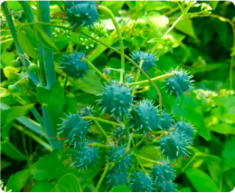 Spiky green fruits on a plant amidst lush green foliage.