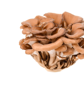 A cluster of fresh maitake mushrooms against a white background.