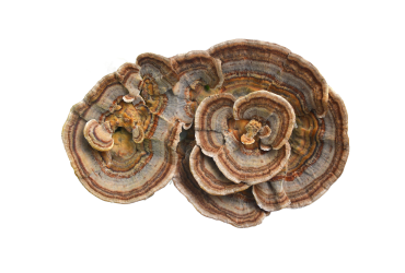 Close-up of colorful turkey tail mushroom with intricate patterns.