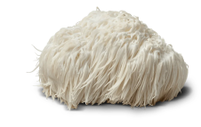 Lion's mane mushroom with white, shaggy spines.