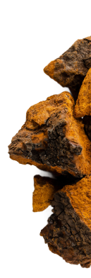 Close-up of chaga mushroom chunks with a textured surface.