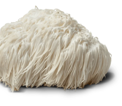 A fluffy, white mushroom resembling a mane with long, delicate strands.