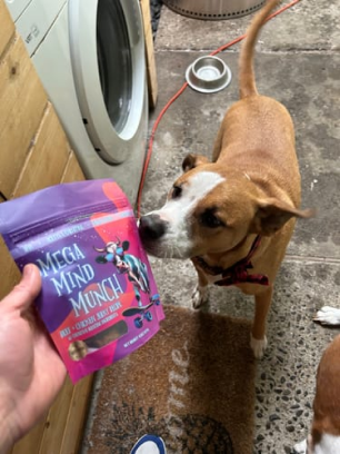 Dog sniffing a package of Mega Mind Munch beef and chicken treats indoors.