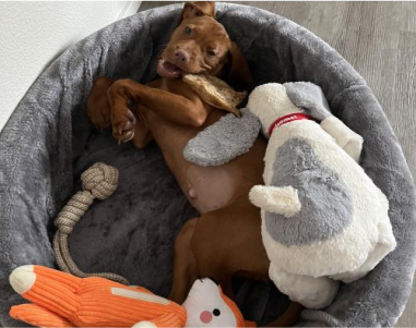 A puppy in a bed with various plush toys.