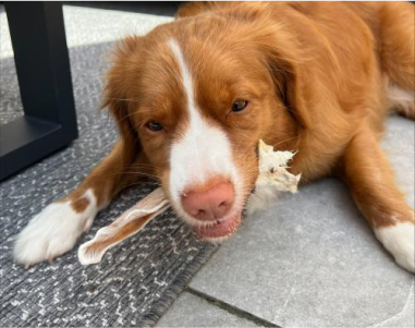 A brown and white dog chewing on a bone while lying on a rug.