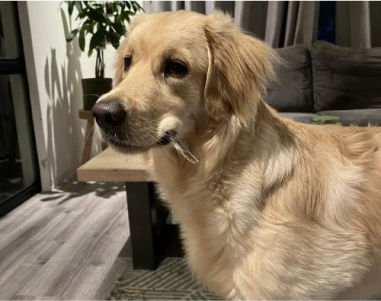 Golden retriever holding a twig inside a cozy living room.