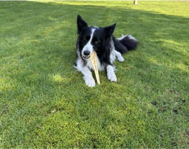 A dog lying on grass, chewing on a stick.