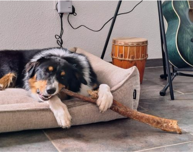 Dog chewing on a large stick while lying on a beige dog bed near musical instruments.