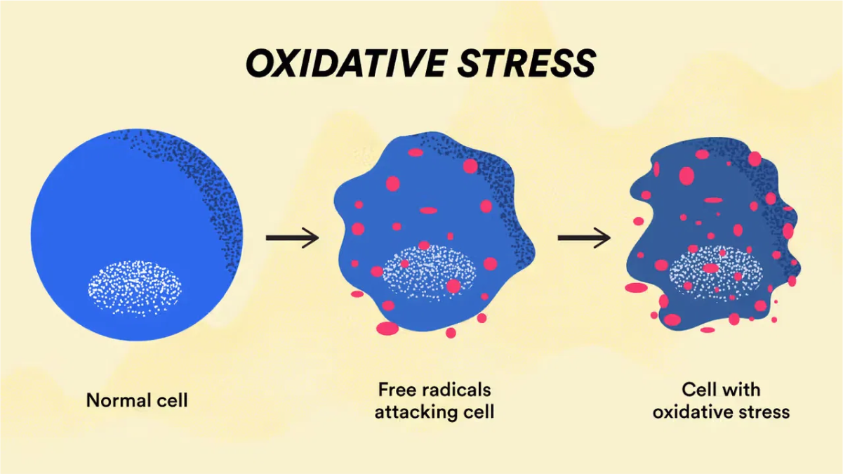 Diagram illustrating oxidative stress from free radicals attacking a cell.