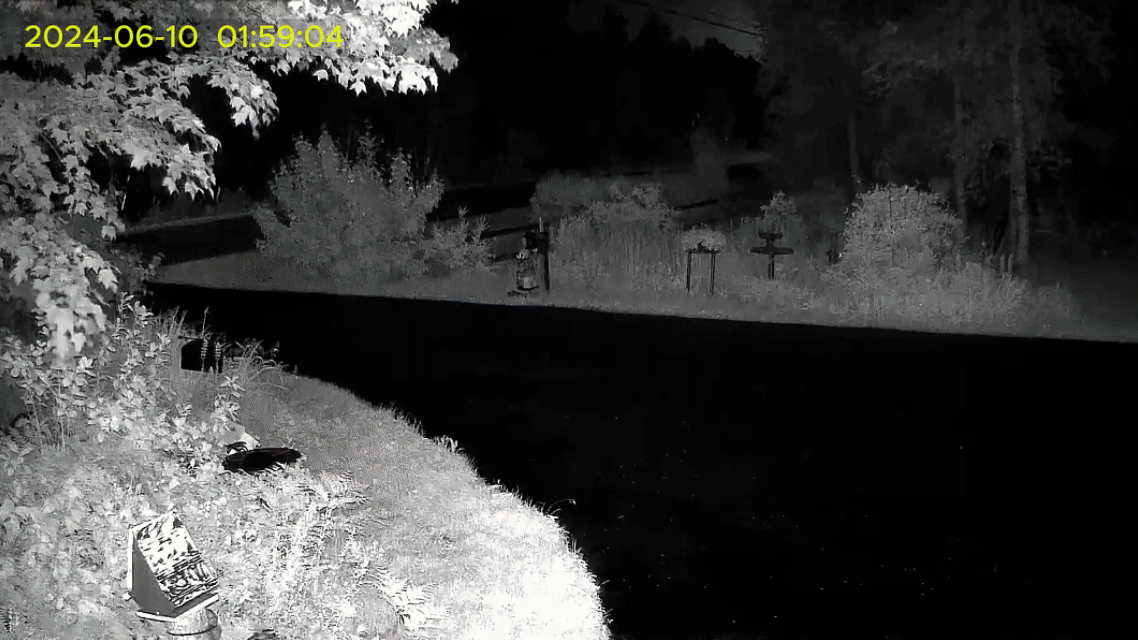 Nighttime road with a climbing black bear by the roadside.