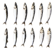 Twelve sardines arranged in four rows on a white background.