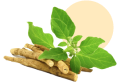 Ashwagandha roots and leaves with a soft circular background.