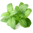 A bunch of fresh green mint leaves.