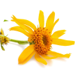 A yellow daisy flower on a white background.