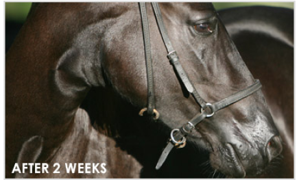 Close-up of a dark brown horse's head with a bridle, labeled 'AFTER 2 WEEKS'.