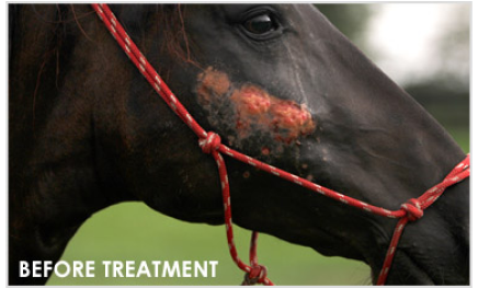 Close-up of a horse with a skin condition before treatment, showing a red lesion near the halter.