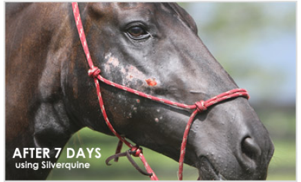 Horse head with healing skin, captioned 'After 7 Days using Silverquine.'