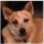 A brown dog with pointy ears looking directly at the camera.