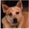 A close-up of a tan and white dog with pointed ears.