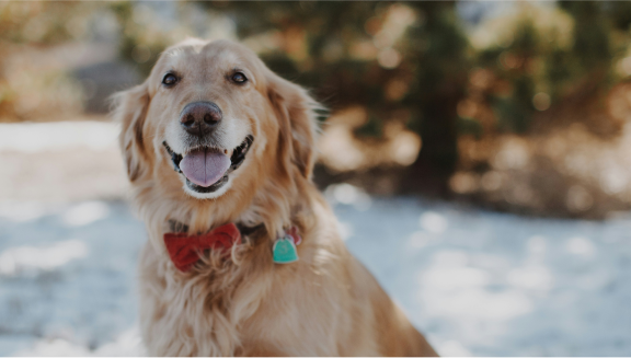 Golden Retriever wearing a red bow tie and tags, sitting in the snow.