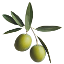 Alt-text: Two green olives on a branch with leaves.