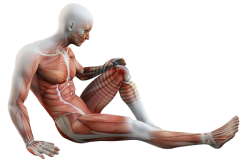 Illustration of a human muscular system, showing muscles and tendons in a sitting position.