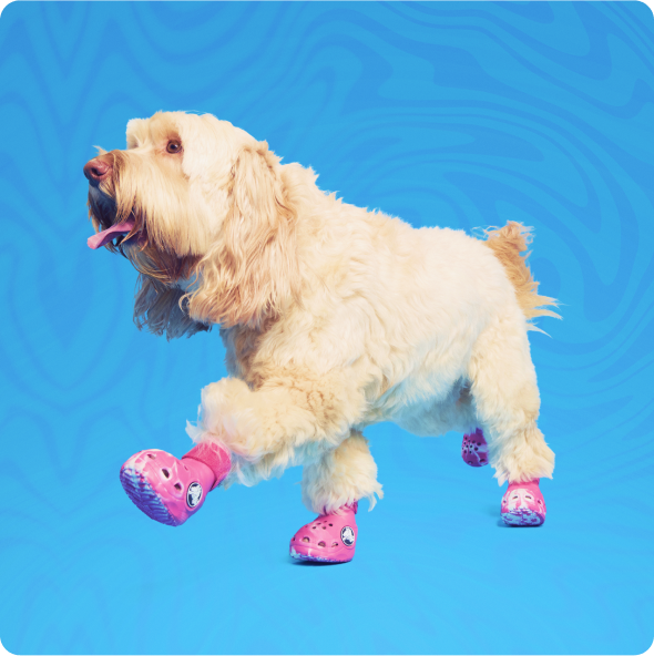 Fluffy dog wearing pink shoes against a blue background.