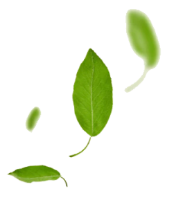 Floating green leaves on a white background.