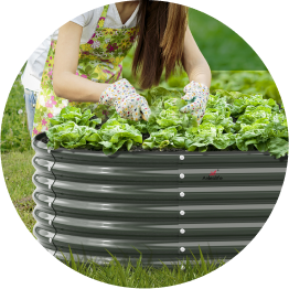 Person tending to leafy greens in a raised garden bed.